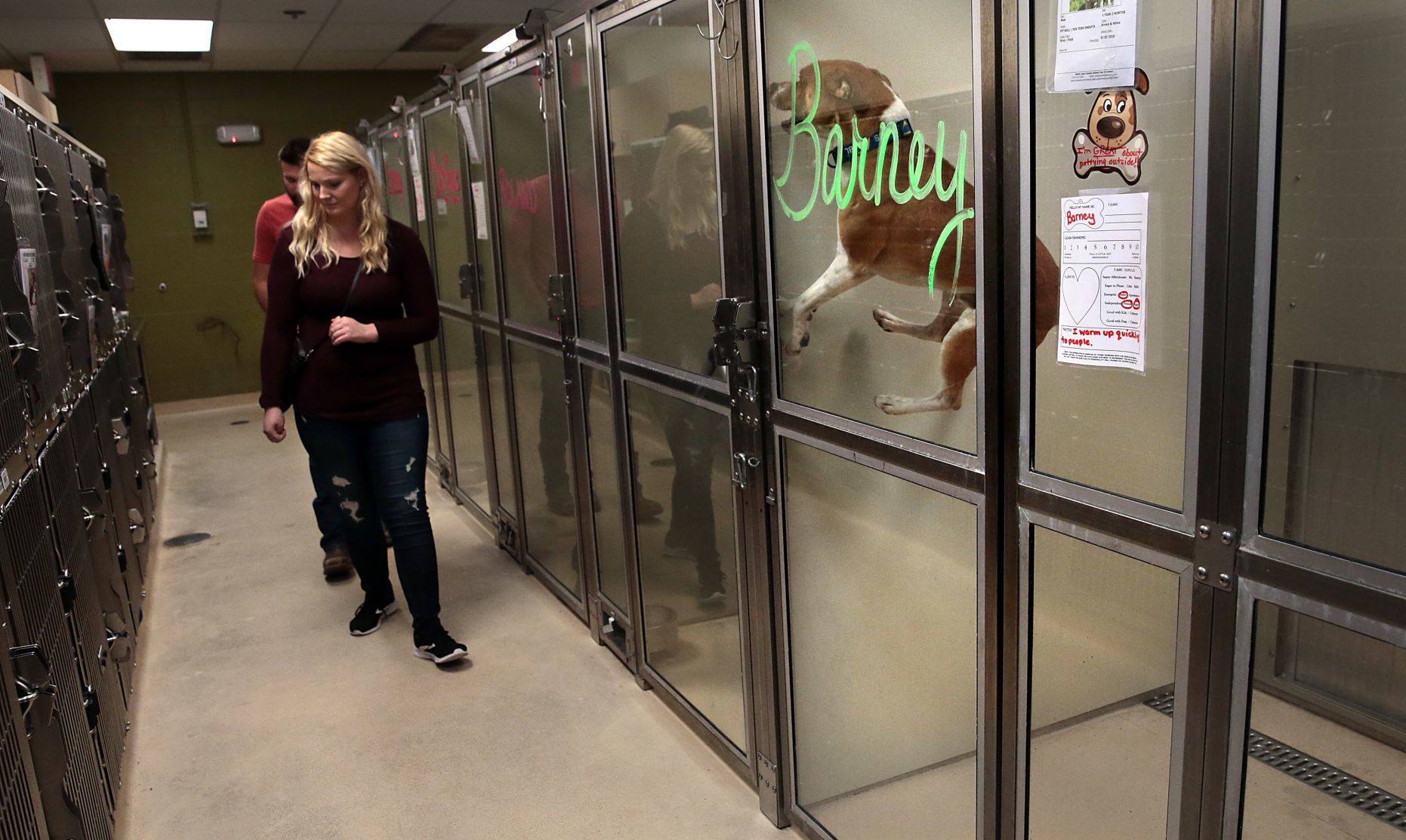 County employees walk dogs, clean cages at animal shelter while volunteers reapply for jobs